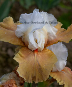 Aztec Burst