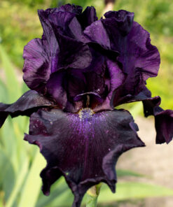 Black Tornado