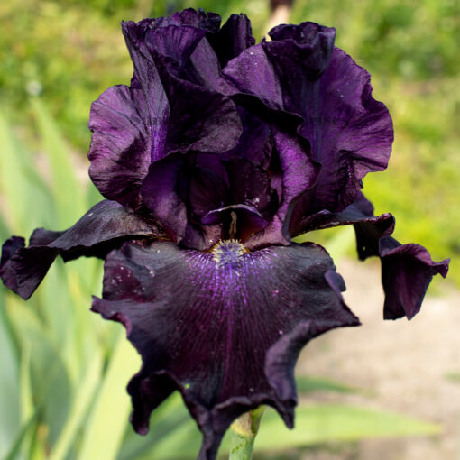 Black Tornado