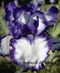 Convention Seventy Four