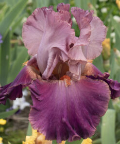 18-30BF - waiting registration