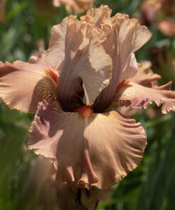 18-30Q - waiting registration