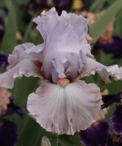 18-32I - waiting registration